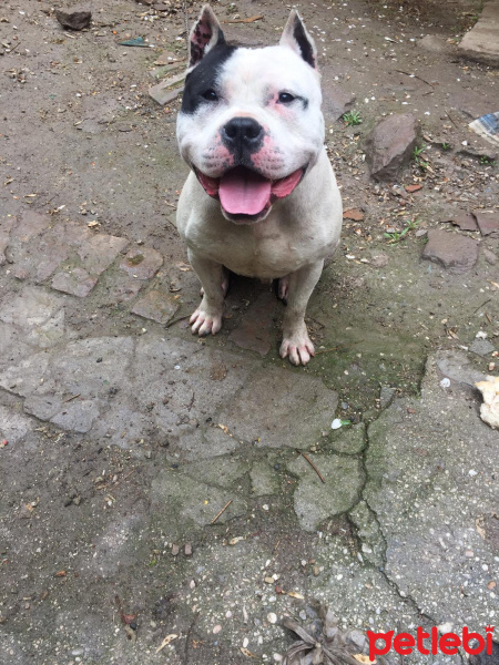Amerikan Pitbull Terrier, Köpek  Paşa fotoğrafı