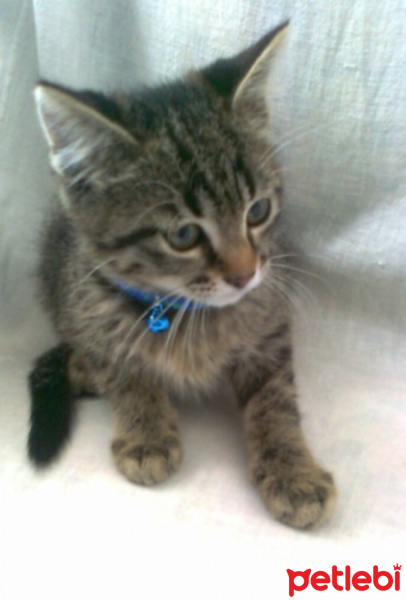 Tekir Kedi, Kedi  Yumak fotoğrafı