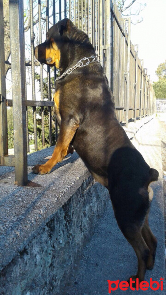 Rottweiler, Köpek  Tekila fotoğrafı
