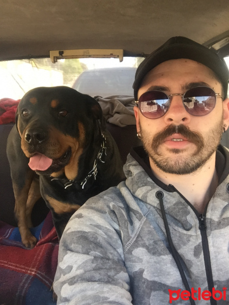 Rottweiler, Köpek  Tekila fotoğrafı