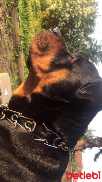 Rottweiler, Köpek  Tekila fotoğrafı