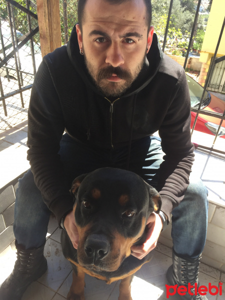 Rottweiler, Köpek  Tekila fotoğrafı