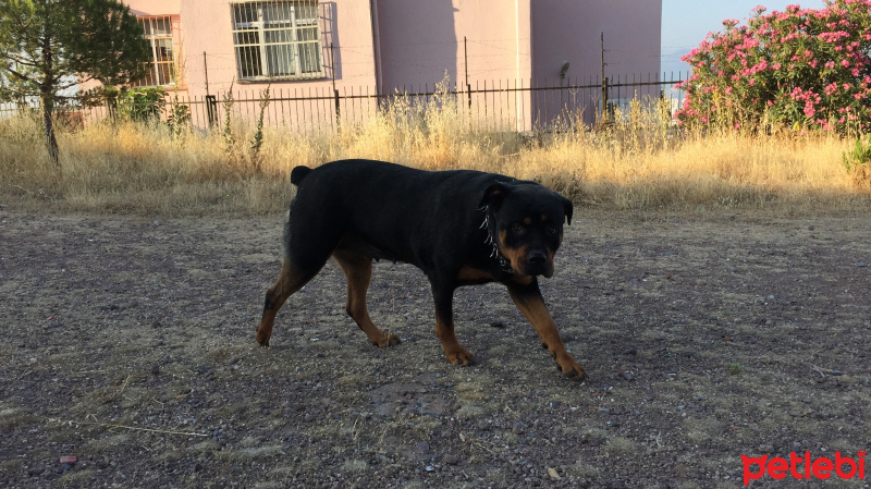 Rottweiler, Köpek  Tekila fotoğrafı
