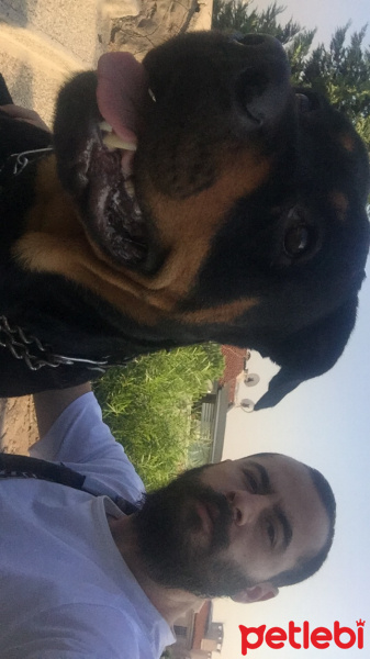 Rottweiler, Köpek  Tekila fotoğrafı