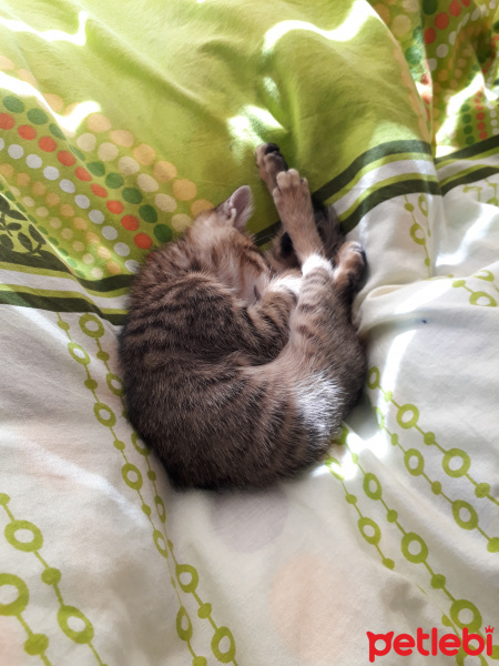 Tekir Kedi, Kedi  Pati fotoğrafı
