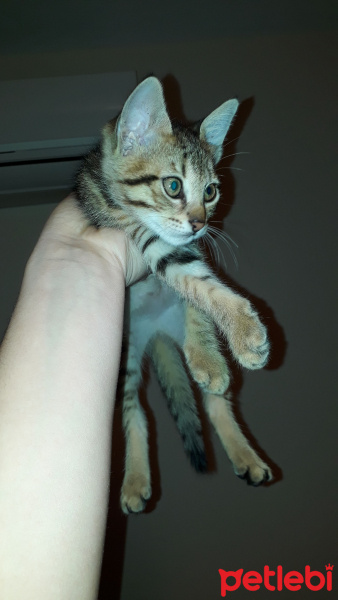 Tekir Kedi, Kedi  Pati fotoğrafı