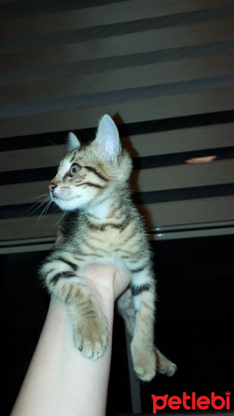 Tekir Kedi, Kedi  Pati fotoğrafı