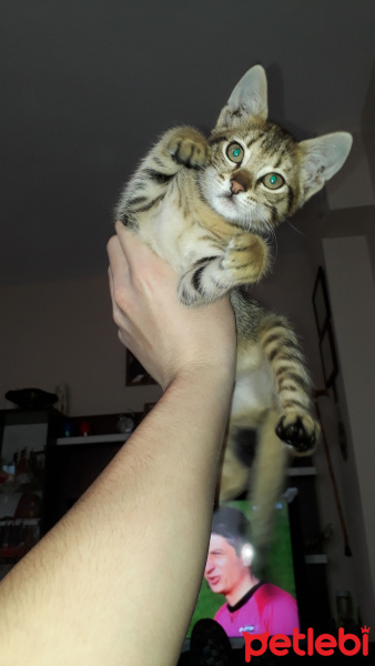 Tekir Kedi, Kedi  Pati fotoğrafı