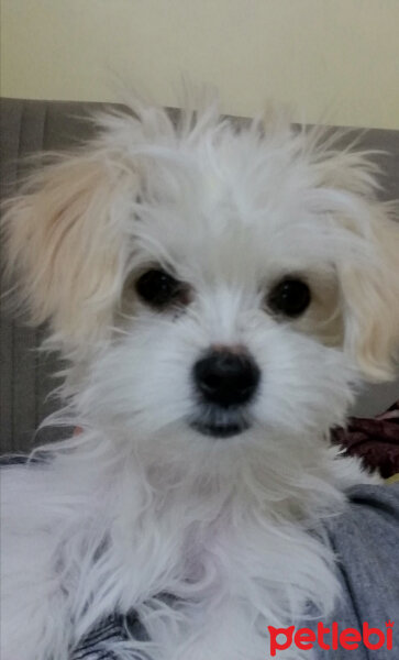 Maltese, Köpek  Hector fotoğrafı