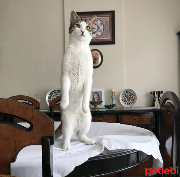 Tekir Kedi, Kedi  AKÇA fotoğrafı