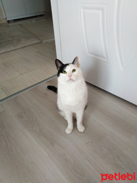 Tekir Kedi, Kedi  Mıncır fotoğrafı