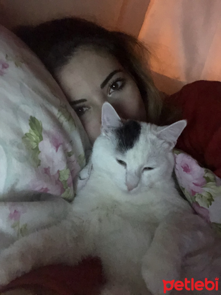Brazilian Shorthair, Kedi  Korsan fotoğrafı