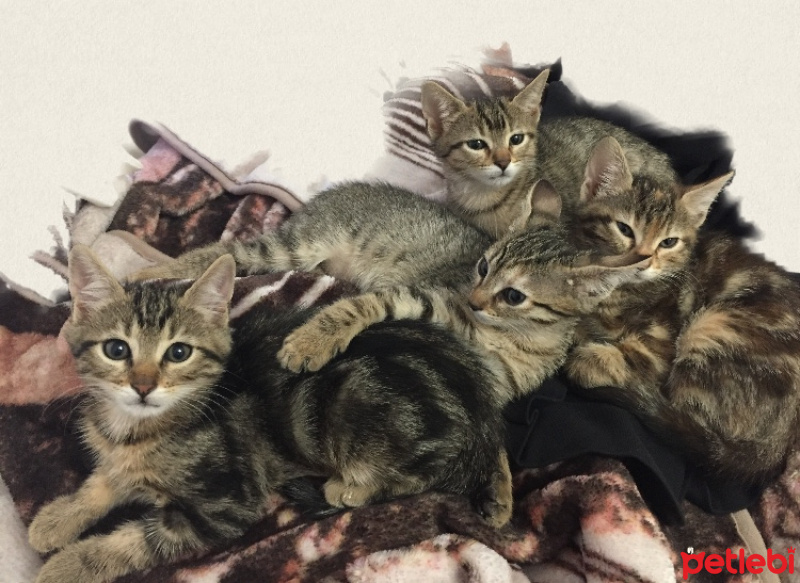 Tekir Kedi, Kedi  Kız Kardeşler yuva arıyor ömürlük istanbul anadolu fotoğrafı