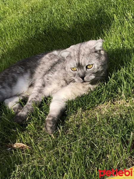 Scottish Fold, Kedi  Cosmic fotoğrafı