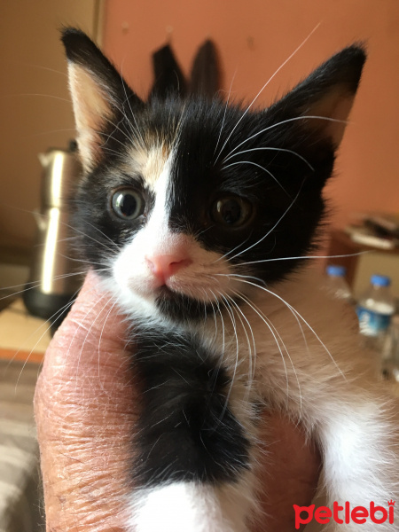 Birman, Kedi  daha adı yok fotoğrafı