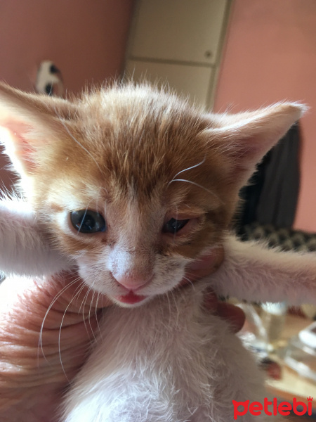 Birman, Kedi  daha adı yok fotoğrafı