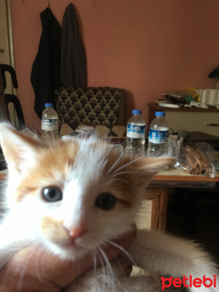 Birman, Kedi  daha adı yok fotoğrafı