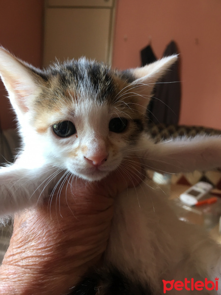 Birman, Kedi  daha adı yok fotoğrafı