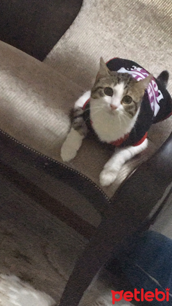 Tekir Kedi, Kedi  Tatlı bebeğim yuvasını arıyor gece fotoğrafı