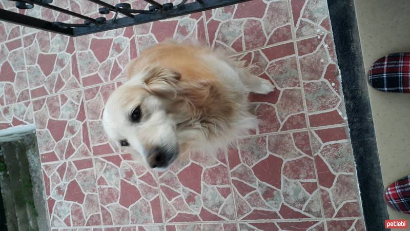 Golden Retriever, Köpek  Sans fotoğrafı