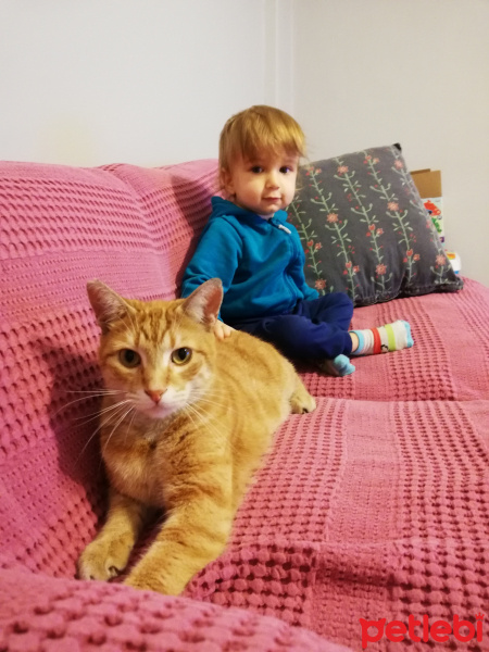 Soke, Kedi  Sokak çocuklarım fotoğrafı