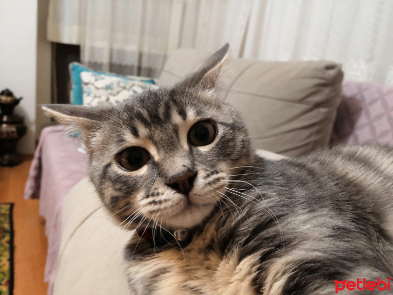 Tekir Kedi, Kedi  yaman fotoğrafı