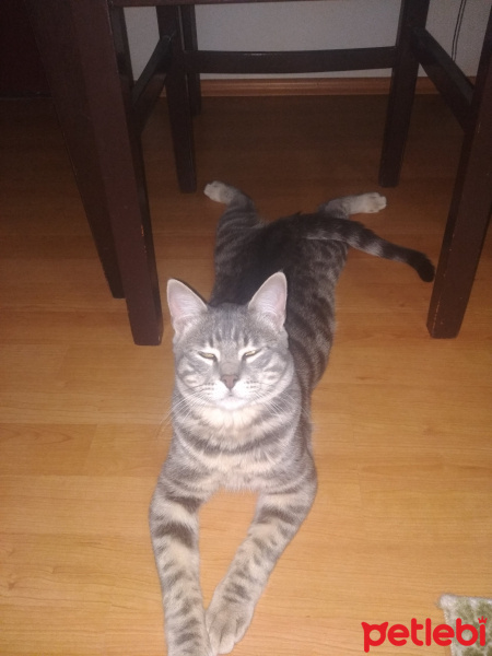 Tekir Kedi, Kedi  yaman fotoğrafı