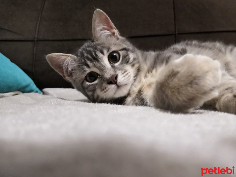 Tekir Kedi, Kedi  yaman fotoğrafı