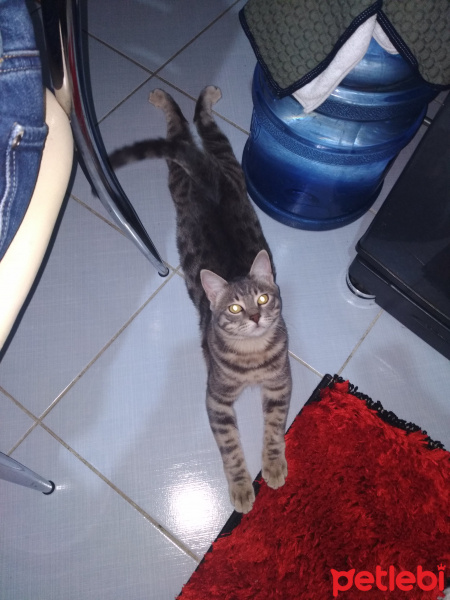 Tekir Kedi, Kedi  yaman fotoğrafı