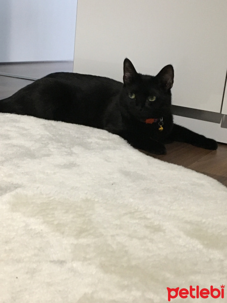 Bombay, Kedi  Lokum fotoğrafı