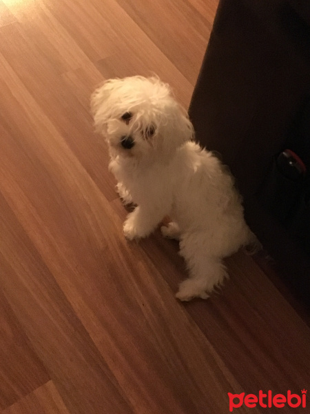 Maltese, Köpek  Lucy fotoğrafı