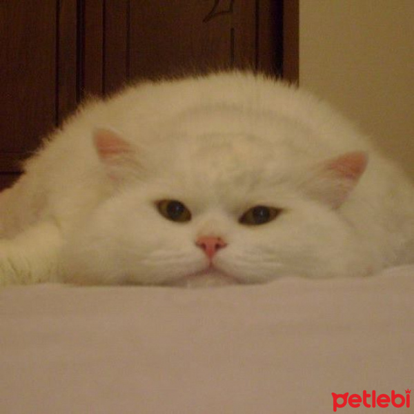 Chinchilla, Kedi  pelush fotoğrafı