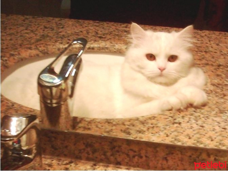Chinchilla, Kedi  pelush fotoğrafı