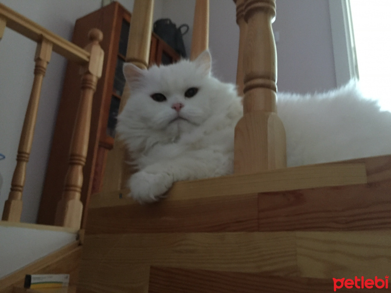 Chinchilla, Kedi  pelush fotoğrafı