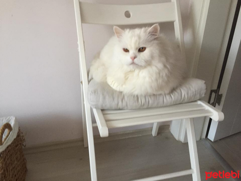 Chinchilla, Kedi  pelush fotoğrafı