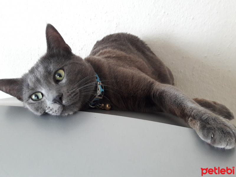 Mavi Rus, Kedi  DUMAN fotoğrafı