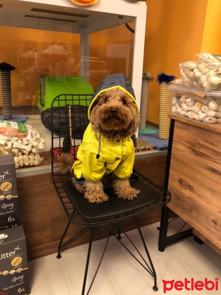 Poodle (Minyatür Kaniş), Köpek  Brownie fotoğrafı
