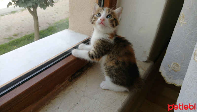 Tekir Kedi, Kedi  Fındık fotoğrafı