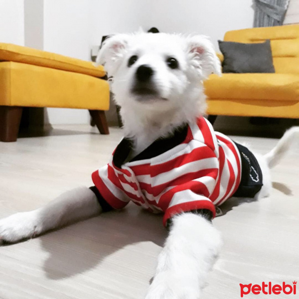 Maltese, Köpek  Mailo fotoğrafı