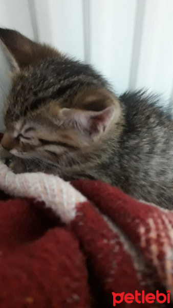 Tekir Kedi, Kedi  Tarçın fotoğrafı