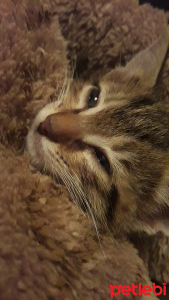 Tekir Kedi, Kedi  Tarçın fotoğrafı