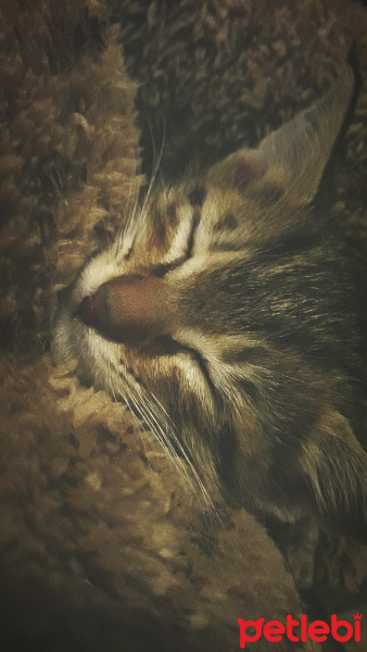 Tekir Kedi, Kedi  Tarçın fotoğrafı