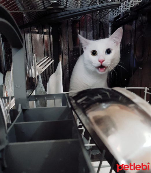 Van Kedisi, Kedi  Pufi fotoğrafı