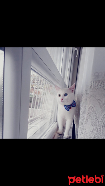 Van Kedisi, Kedi  Pufi fotoğrafı