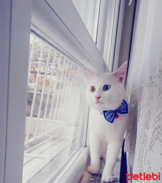 Van Kedisi, Kedi  Pufi fotoğrafı