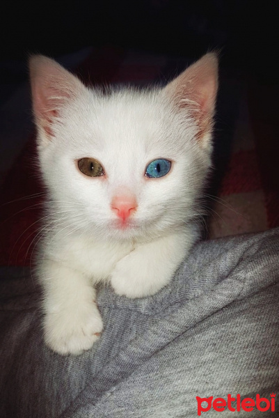 Van Kedisi, Kedi  Pufi fotoğrafı