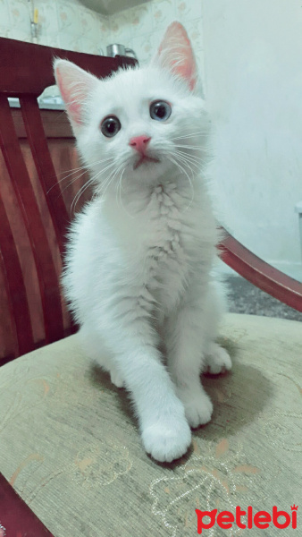 Van Kedisi, Kedi  Pufi fotoğrafı