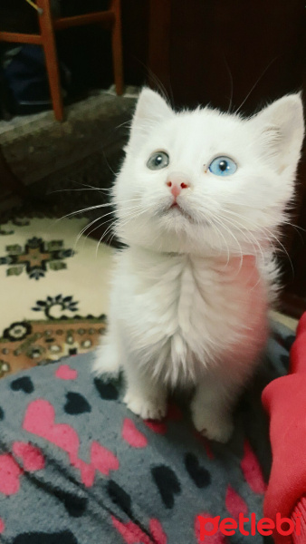 Van Kedisi, Kedi  Pufi fotoğrafı
