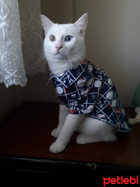 Van Kedisi, Kedi  Pufi fotoğrafı