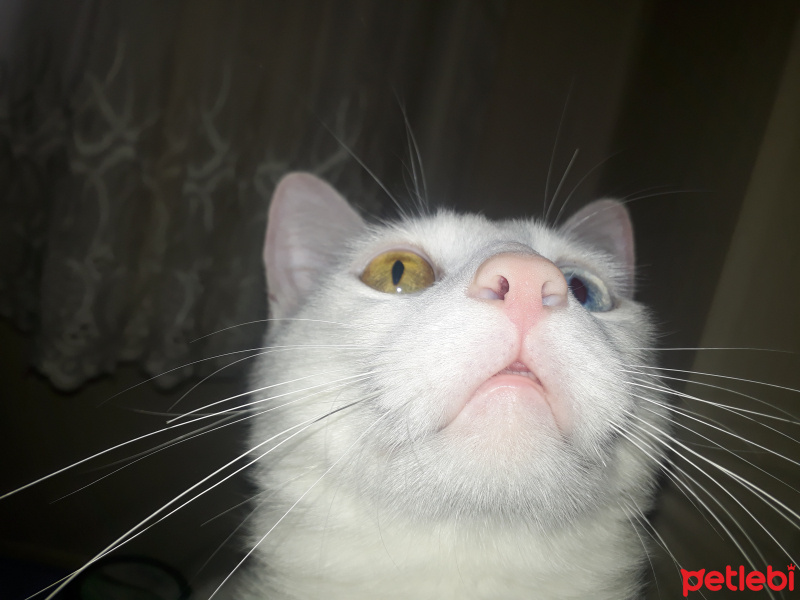 Van Kedisi, Kedi  Pufi fotoğrafı